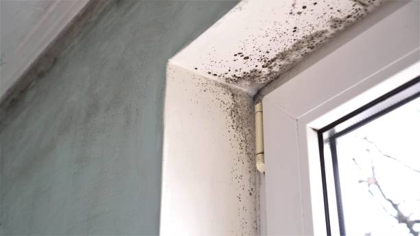 Best Attic Mold Removal  in Mill Valley, CA