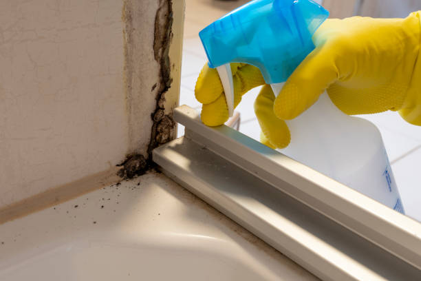 Best Toxic Mold Removal  in Mill Valley, CA