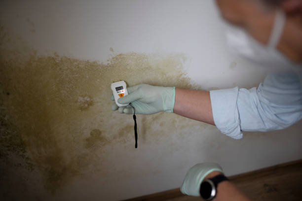 Best Mold Testing  in Mill Valley, CA