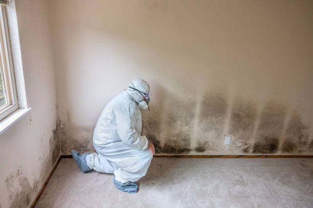 Best Fast Mold Removal  in Mill Valley, CA