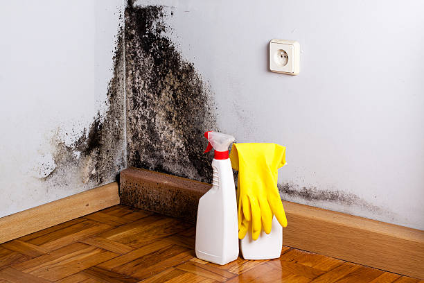Best Certified Mold Removal  in Mill Valley, CA